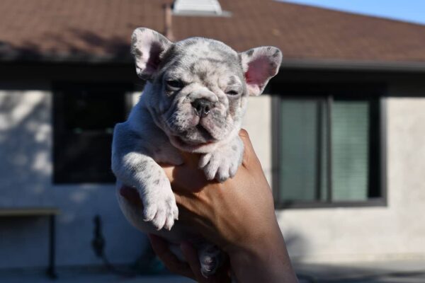 blue frenchie for sale