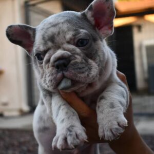 blue frenchie for sale