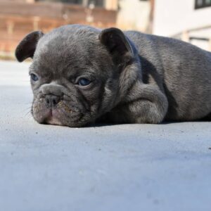 french bulldog adoption