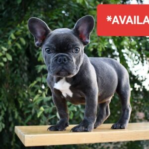 buy french bulldog near me/Buy french bulldog