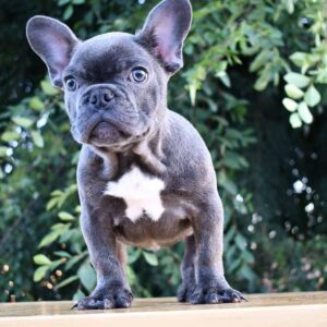 buy french bulldog near me/Buy french bulldog