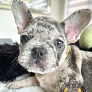 Teacup frenchies