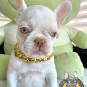 French bulldogs michigan