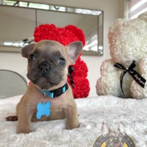 French bulldog poodle mix