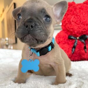 French bulldog poodle mix