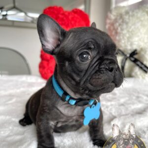 french bulldog for sale sacramento