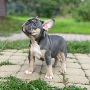 French bulldog puppies