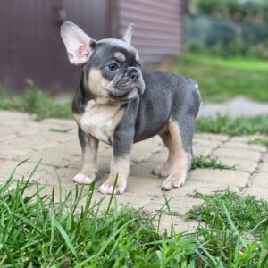 French bulldog puppies