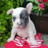 Cheap french bulldog puppies for sale