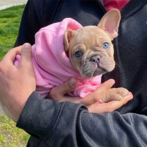 Buying french bulldog puppy