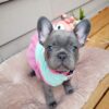 French bulldog for sale maryland