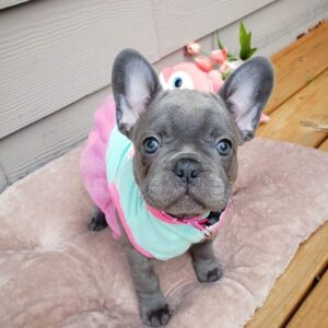 French bulldog for sale maryland