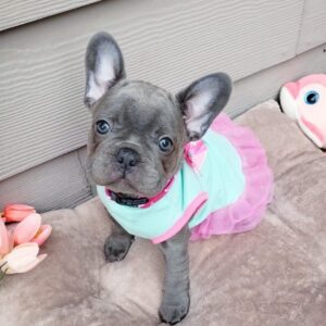 French bulldog for sale maryland