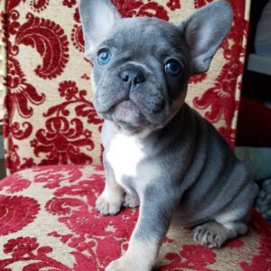 Blue french bulldog puppies for sale