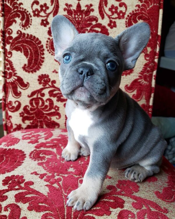 Blue french bulldog puppies for sale