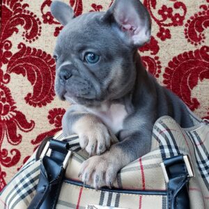 Blue french bulldog puppies for sale