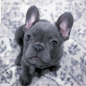 French bulldog for sale craigslist