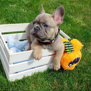 French bulldog puppies for sale colorado