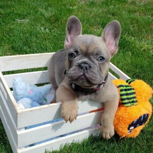 French bulldog puppies for sale colorado