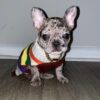 French bulldog puppies for sale California