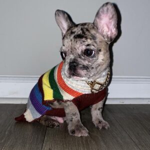 French bulldog puppies for sale California