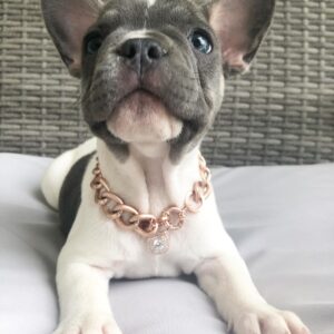 French bulldog for sale los angeles