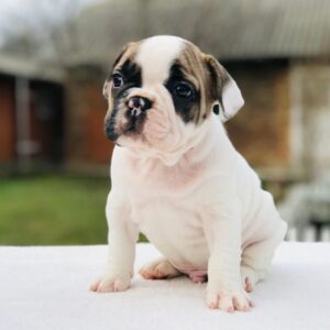 micro french bulldog puppy for sale