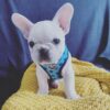 affordable french bulldog puppies