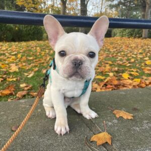 affordable french bulldog puppies