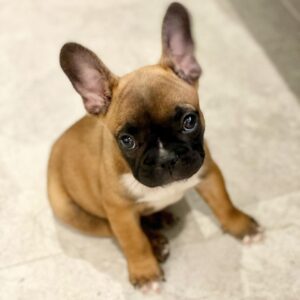 mini french bulldog near me