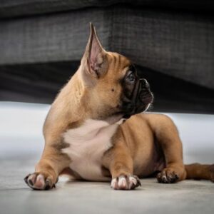 mini french bulldog near me