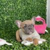 French bulldogs for sell