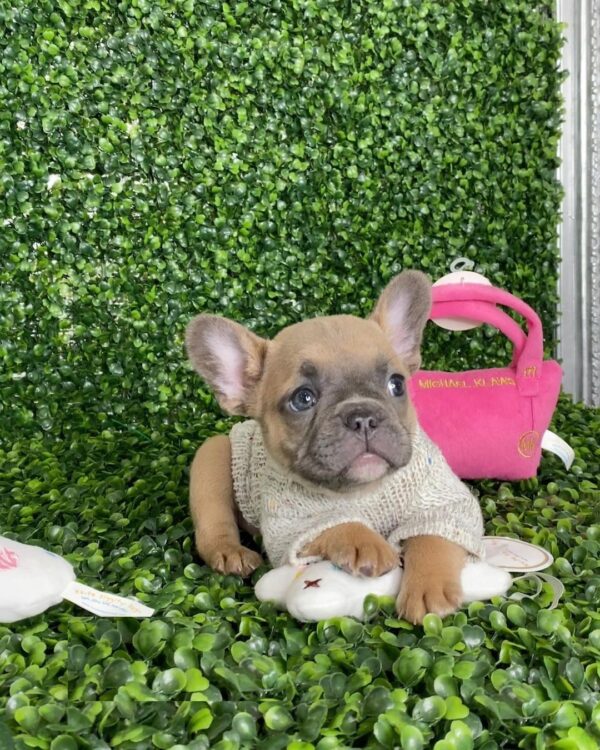 French bulldogs for sell