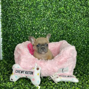 French bulldogs for sell