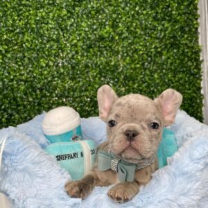 French bulldog price