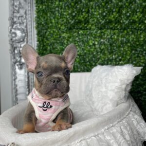 akc french bulldog