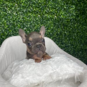 akc french bulldog