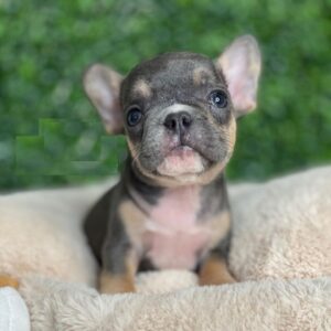 how much are french bulldogs