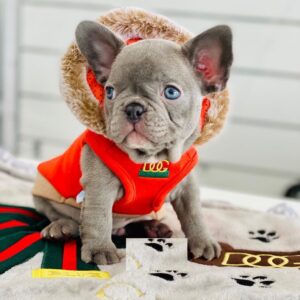 Blue french bulldog