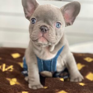 Blue french bulldog