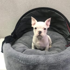 french bulldog puppies for sale in houston