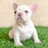 French bulldog adoption nyc