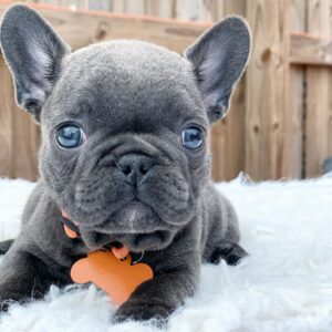 mini french bulldog