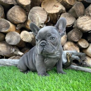 Black brindle french bulldog