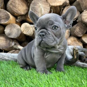 Black brindle french bulldog