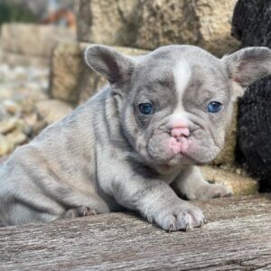 Bulldog puppies for sale