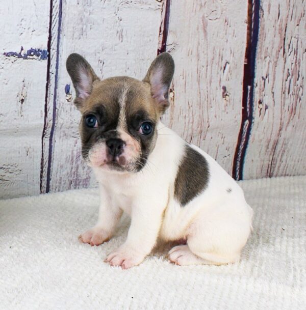 French bulldog puppies for sale in michigan