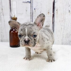 Miniature french bulldog