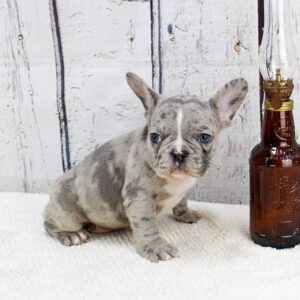 Miniature french bulldog