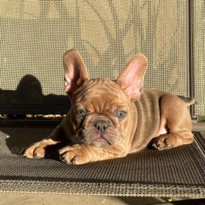 french bulldog florida